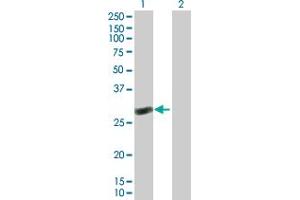 Western Blot analysis of RAB40C expression in transfected 293T cell line by RAB40C MaxPab polyclonal antibody. (RAB40C 抗体  (AA 1-281))