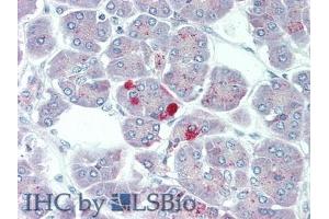 Immunohistochemistry (IHC) image for anti-Carboxypeptidase B1 (Tissue) (CPB1) (AA 109-415) antibody (ABIN7441850)