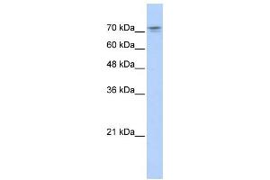 WB Suggested Anti-NKRF Antibody Titration:  0. (NKRF 抗体  (N-Term))