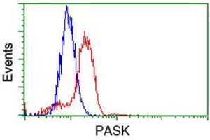 Image no. 1 for anti-PAS Domain Containing Serine/threonine Kinase (PASK) antibody (ABIN1500032) (PASK 抗体)