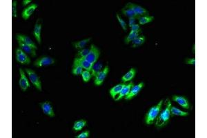 Immunofluorescent analysis of HepG2 cells using ABIN7163548 at dilution of 1:100 and Alexa Fluor 488-congugated AffiniPure Goat Anti-Rabbit IgG(H+L) (Plasmolipin 抗体  (AA 1-35))