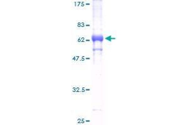 TRIB2 Protein (AA 1-343) (GST tag)