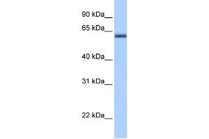 WB Suggested Anti-ZBTB26 Antibody Titration:  0. (ZBTB26 抗体  (C-Term))