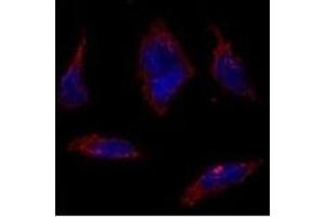 Immunofluorescence analysis of SOX2 Antibody (N-term) (ABIN388797 and ABIN2839124) in HeLa cells.