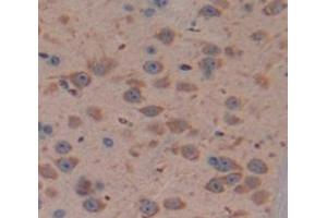 IHC-P analysis of Mouse Tissue, with DAB staining. (BCL2L2 抗体  (AA 22-189))