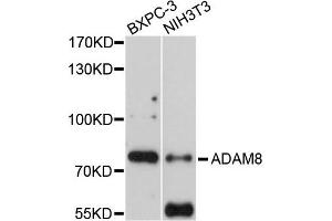 Western blot analysis of extracts of BXPC-3 and NIH3T3 cells, using ADAM8 antibody. (ADAM8 抗体)