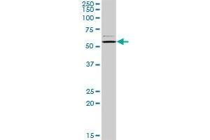 CAP1 MaxPab rabbit polyclonal antibody. (CAP1 抗体  (AA 1-475))