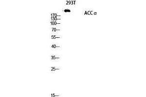 Western Blot (WB) analysis of 293T lysis using ACCalpha antibody. (Acetyl-CoA Carboxylase alpha 抗体  (Ser122))