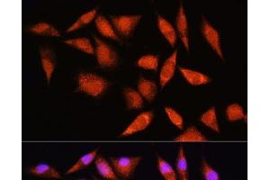 Immunofluorescence analysis of L929 cells using HSPA2 Polyclonal Antibody at dilution of 1:100. (HSPA2 抗体)