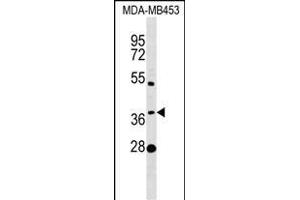 MTHFSD Antibody (N-term) (ABIN1539370 and ABIN2849273) western blot analysis in MDA-M cell line lysates (35 μg/lane). (MTHFSD 抗体  (N-Term))