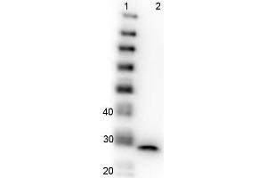 Western Blot of GFP Western Blot of Mouse anti-GFP antibody.