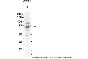 Sample Type: 3. (CDT1 抗体  (C-Term))