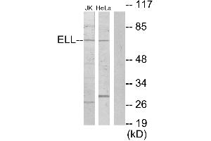 Western blot analysis of extracts from Jurkat cells and HeLa cells, using ELL antibody.