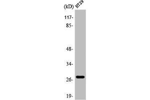 Western Blot analysis of HT29 cells using AQP0 Polyclonal Antibody (Mip (Internal Region) 抗体)
