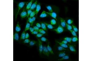IF analysis of DAI/ZBP1 using anti-DAI/ZBP1 antibody (ABIN7600499). (ZBP1 抗体  (AA 2-421))