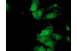 Immunofluorescence (IF) image for anti-MOB Kinase Activator 3B (MOB3B) antibody (ABIN1499539) (MOBKL2B 抗体)