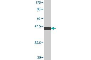 Western Blot detection against Immunogen (46.