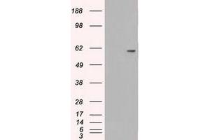 Image no. 1 for anti-Nuclear Receptor Binding Protein 1 (NRBP1) antibody (ABIN1499828)