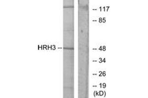 Western blot analysis of extracts from COLO205 cells, using HRH3 Antibody. (HRH3 抗体  (AA 291-340))