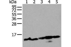 Western blot analysis of 293T and Hela cell lysates using HIST1H3A Polyclonal Antibody at dilution of 1:300 (HIST1H3A 抗体)