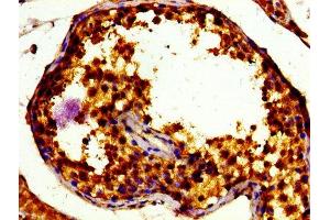 Immunohistochemistry of paraffin-embedded human testis tissue using ABIN7172530 at dilution of 1:100 (TFE3 抗体  (AA 1-110))
