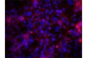 Immunofluorescence (IF) image for anti-Integrin alpha V (ITGAV) antibody (ABIN2664759) (CD51 抗体)