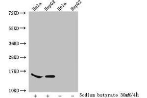 Western Blot Detected samples: Hela whole cell lysate, HepG2 whole cell lysate, Untreated (-) or treated (+) with 30 mM sodium butyrate for 4h All lanes: HIST1H2AG antibody at 1:100 Secondary Goat polyclonal to rabbit IgG at 1/50000 dilution Predicted band size: 15 kDa Observed band size: 15 kDa (HIST1H2AG 抗体  (acLys74))