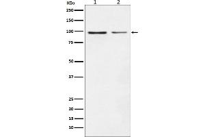 Western blot analysis of Dynamin 1 expression in (1) SH-SY5Y cell lysate, (2) NIH/3T3 cell lysate.