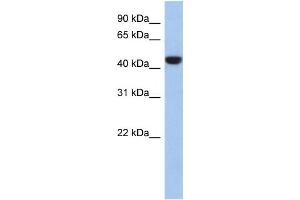 Western Blotting (WB) image for anti-Proline Rich 30 (PRR30) antibody (ABIN2459957) (PRR30 抗体)