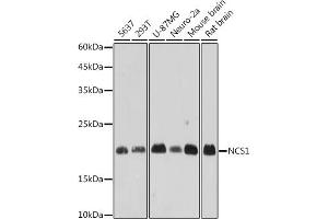 Western blot analysis of extracts of various cell lines, using NCS1 antibody (ABIN7268879) at 1:1000 dilution. (NCS1 抗体)