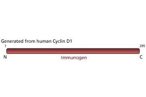 Image no. 2 for anti-Cyclin D1 (CCND1) (full length) antibody (ABIN967430) (Cyclin D1 抗体  (full length))