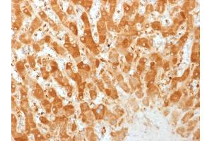 Formalin-fixed, paraffin-embedded human Liver stained with Connexin 32 Monoclonal Antibody (GJB1/1753) (GJB1 抗体)