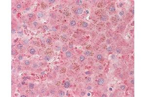 Anti-PLG / Plasmin / Plasminogen antibody IHC staining of human liver.