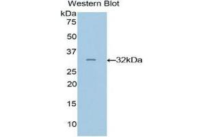 Western Blotting (WB) image for anti-GRB2-Related Adaptor Protein 2 (GRAP2) (AA 20-262) antibody (ABIN1859062) (GRAP2 抗体  (AA 20-262))
