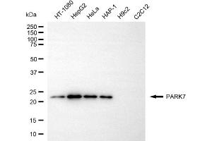 Western blotting analysis using PARK7 antibody (ABIN7799737). (PARK7/DJ1 抗体)