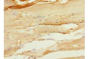 Immunohistochemistry of paraffin-embedded human skeletal muscle tissue using ABIN7167513 at dilution of 1:100 (PTPRO 抗体  (AA 30-300))
