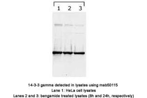 Image no. 1 for anti-14-3-3 gamma (YWHAG1) (N-Term) antibody (ABIN1721844) (14-3-3 gamma 抗体  (N-Term))