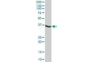 TUSC4 MaxPab polyclonal antibody. (NPRL2 抗体  (AA 1-380))