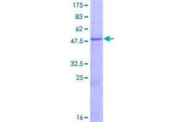 G Protein-Coupled Receptor 110 Protein (GPR110) (AA 1-218) (GST tag)