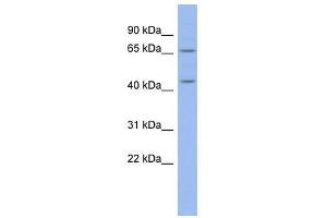 MIER3 antibody used at 0. (MIER3 抗体  (Middle Region))