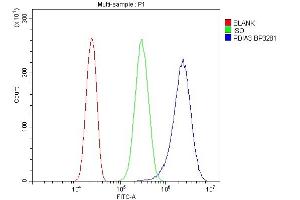 anti-Protein Disulfide Isomerase Family A, Member 3 (PDIA3) (AA 471-505), (C-Term) antibody