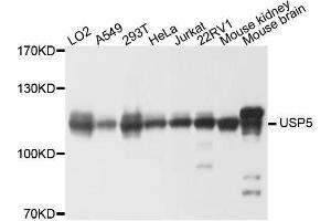 Western blot analysis of extracts of various cell lines, using USP5 antibody. (USP5 抗体  (AA 1-280))