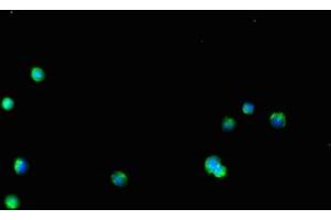 Immunofluorescent analysis of HepG2 cells using ABIN7154242 at dilution of 1:100 and Alexa Fluor 488-congugated AffiniPure Goat Anti-Rabbit IgG(H+L) (GLT8D1 抗体  (AA 33-332))