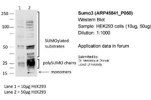 Sample: HEK293 cells (10ug, 50ug)Dilution: 1:1000 (SUMO3 抗体  (N-Term))