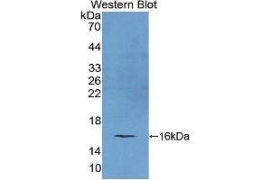 REG4 Antikörper  (AA 45-151)