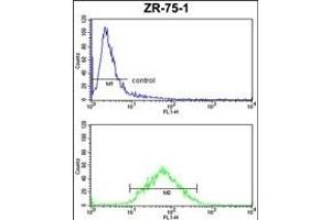 PX Antibody (Center) (ABIN653127 and ABIN2842706) FC analysis of ZR-75-1 cells (bottom histogram) compared to a negative control cell (top histogram). (PXMP4 抗体  (AA 128-155))