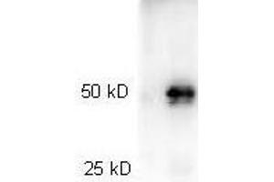 Western Blotting (WB) image for Goat anti-Rabbit IgG (Heavy & Light Chain) antibody (HRP) (ABIN101998) (山羊 anti-兔 IgG (Heavy & Light Chain) Antibody (HRP))