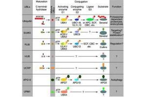 Conjugation pathways for ubiquitin and ubiquitin-like modifiers (UBLs). (APG8 抗体)