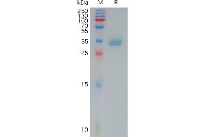 SDS-PAGE (SDS) image for Claudin 4 (CLDN4) (AA 145-157) protein (mFc Tag) (ABIN7491287)