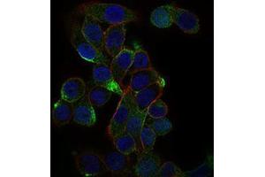 Immunofluorescence analysis of MCF-7 cells using CD59 mouse mAb (green). (CD59 抗体  (AA 31-111))